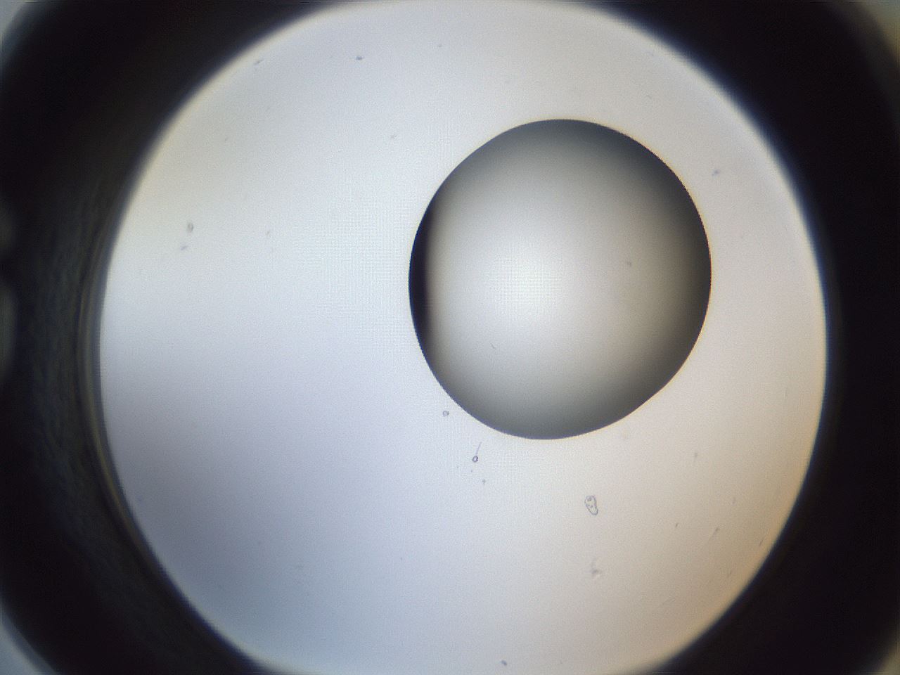 folderID161_plateID1161_batchID3209_wellNum78_profileID1_d1_r63353_ef.jpg