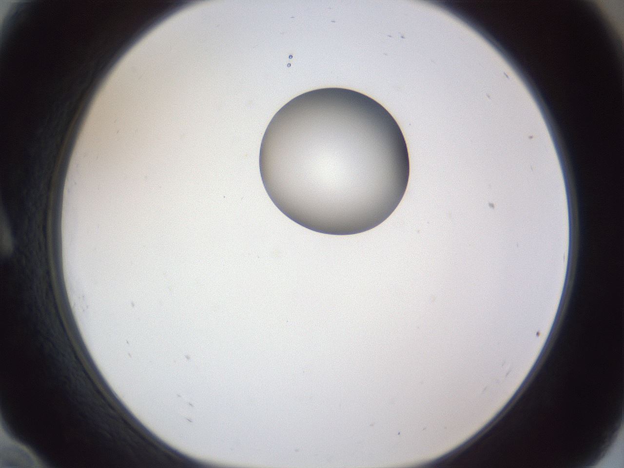 folderID162_plateID1162_batchID3203_wellNum10_profileID1_d1_r62065_ef.jpg
