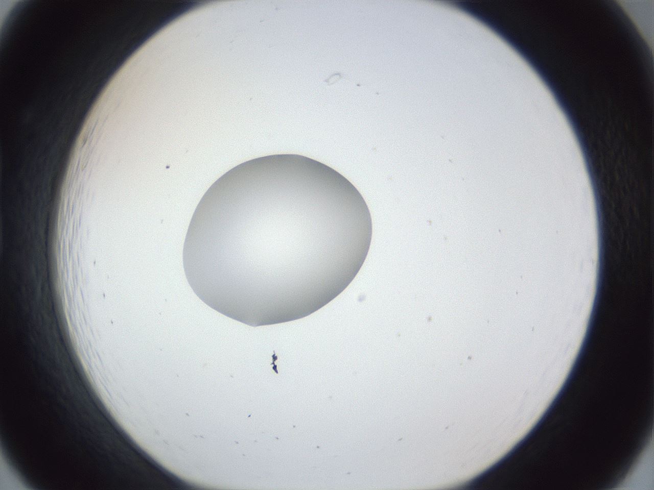 folderID162_plateID1162_batchID3203_wellNum19_profileID1_d1_r62083_ef.jpg