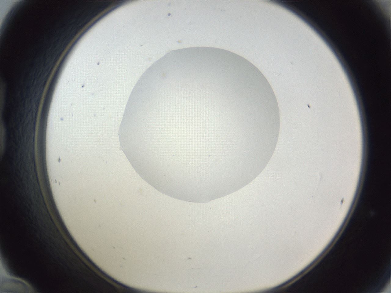 folderID162_plateID1162_batchID3203_wellNum24_profileID1_d1_r62093_ef.jpg