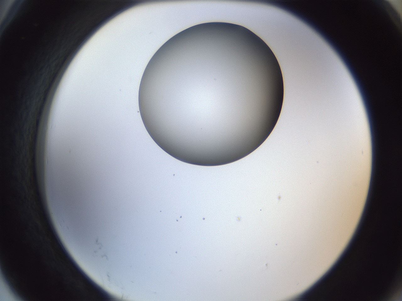 folderID161_plateID1161_batchID3209_wellNum78_profileID1_d2_r63354_ef.jpg