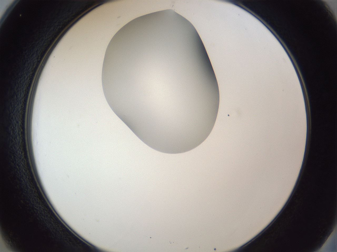 folderID162_plateID1162_batchID3203_wellNum25_profileID1_d2_r62096_ef.jpg