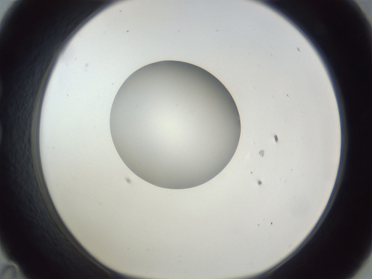 folderID162_plateID1162_batchID3203_wellNum35_profileID1_d1_r62115_ef.jpg