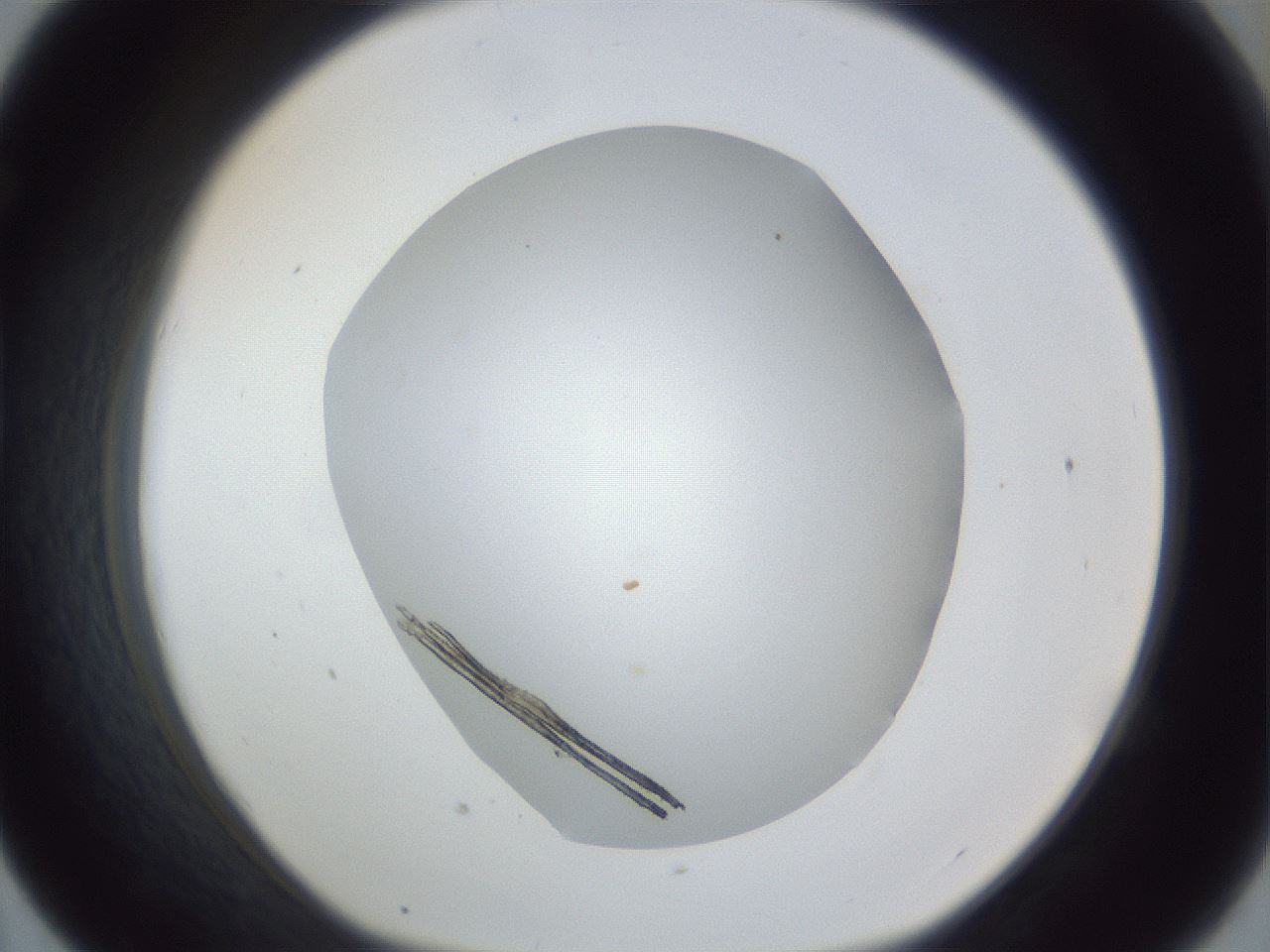 folderID162_plateID1162_batchID3203_wellNum43_profileID1_d1_r62131_ef.jpg