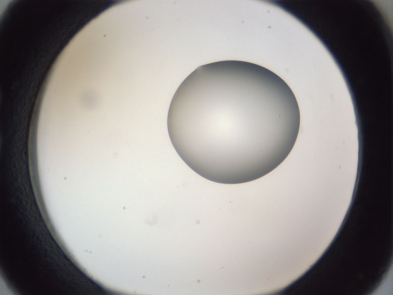 folderID162_plateID1162_batchID3203_wellNum26_profileID1_d1_r62097_ef.jpg