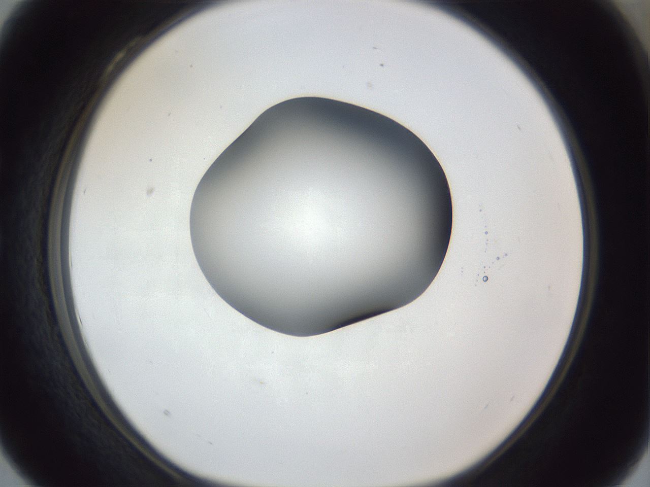 folderID162_plateID1162_batchID3203_wellNum28_profileID1_d1_r62101_ef.jpg
