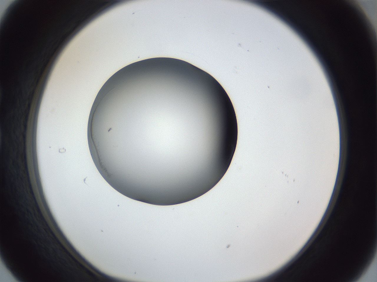 folderID162_plateID1162_batchID3203_wellNum29_profileID1_d1_r62103_ef.jpg
