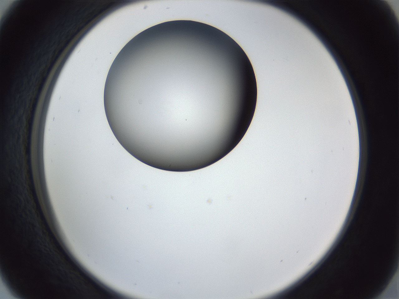 folderID162_plateID1162_batchID3203_wellNum29_profileID1_d2_r62104_ef.jpg