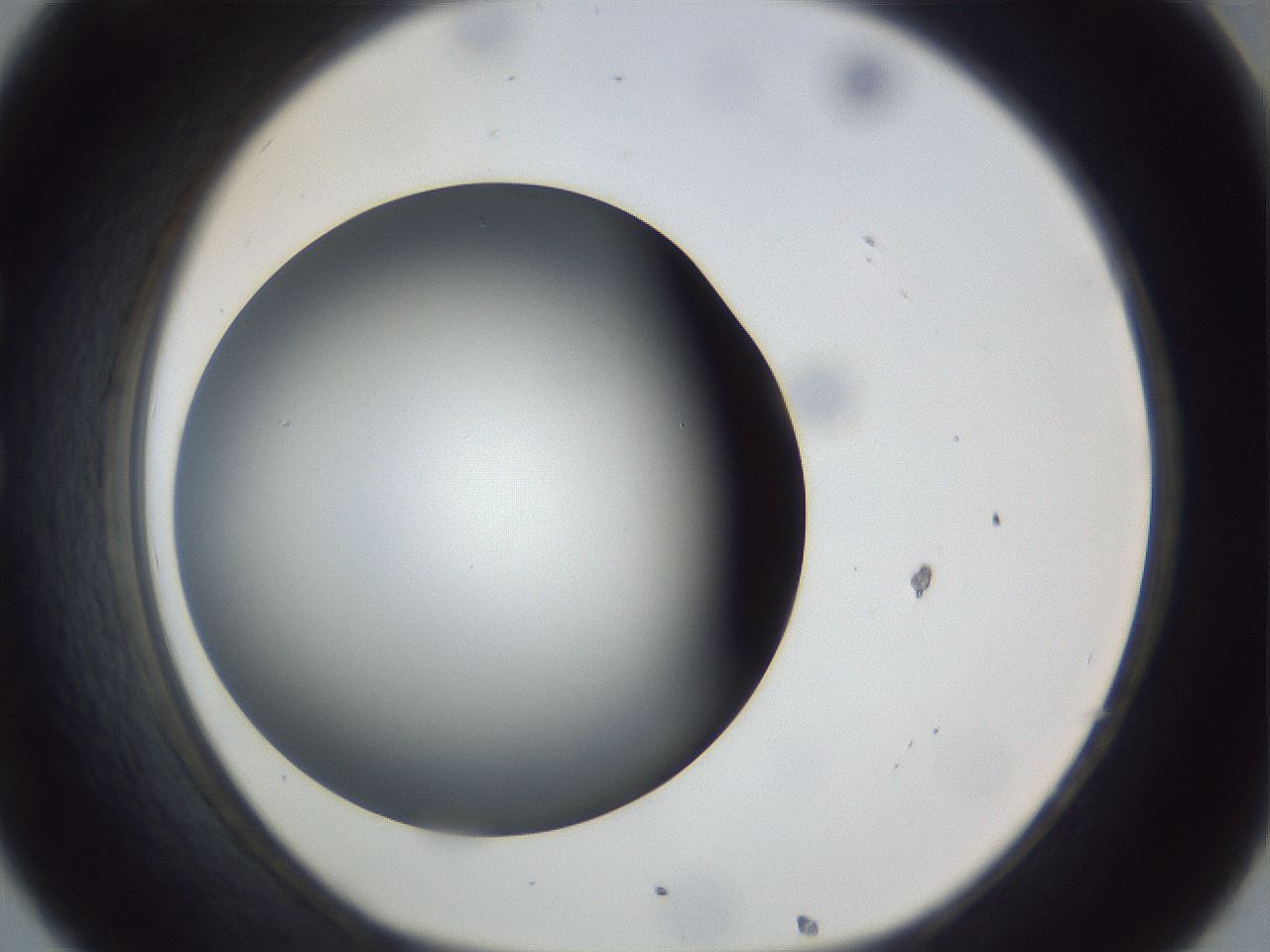 folderID162_plateID1162_batchID3203_wellNum32_profileID1_d1_r62109_ef.jpg