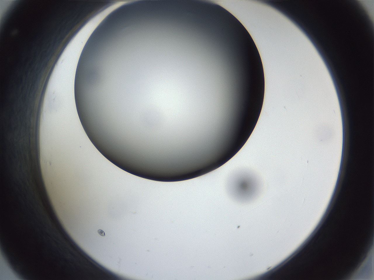folderID162_plateID1162_batchID3203_wellNum32_profileID1_d2_r62110_ef.jpg