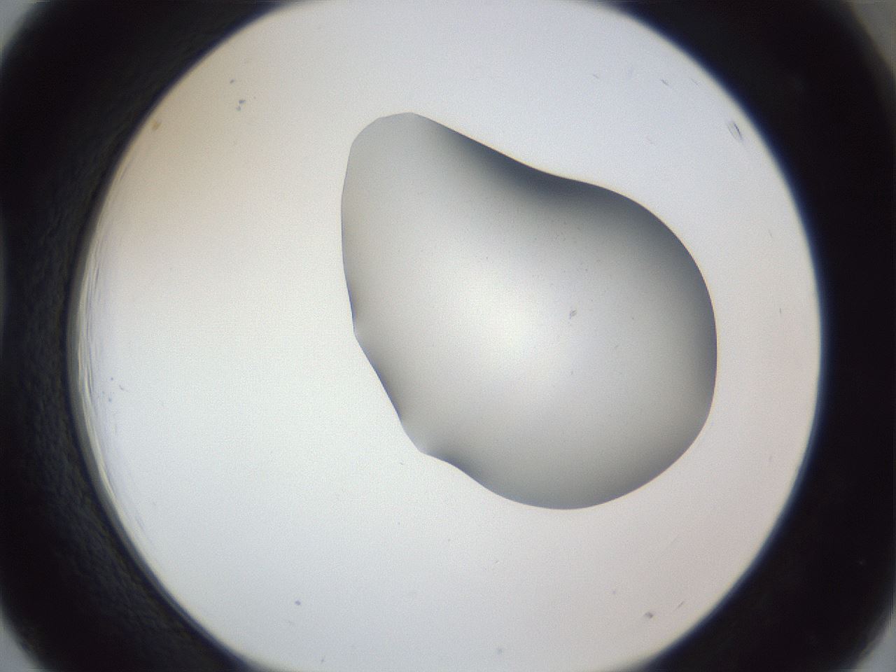 folderID162_plateID1162_batchID3203_wellNum39_profileID1_d1_r62123_ef.jpg