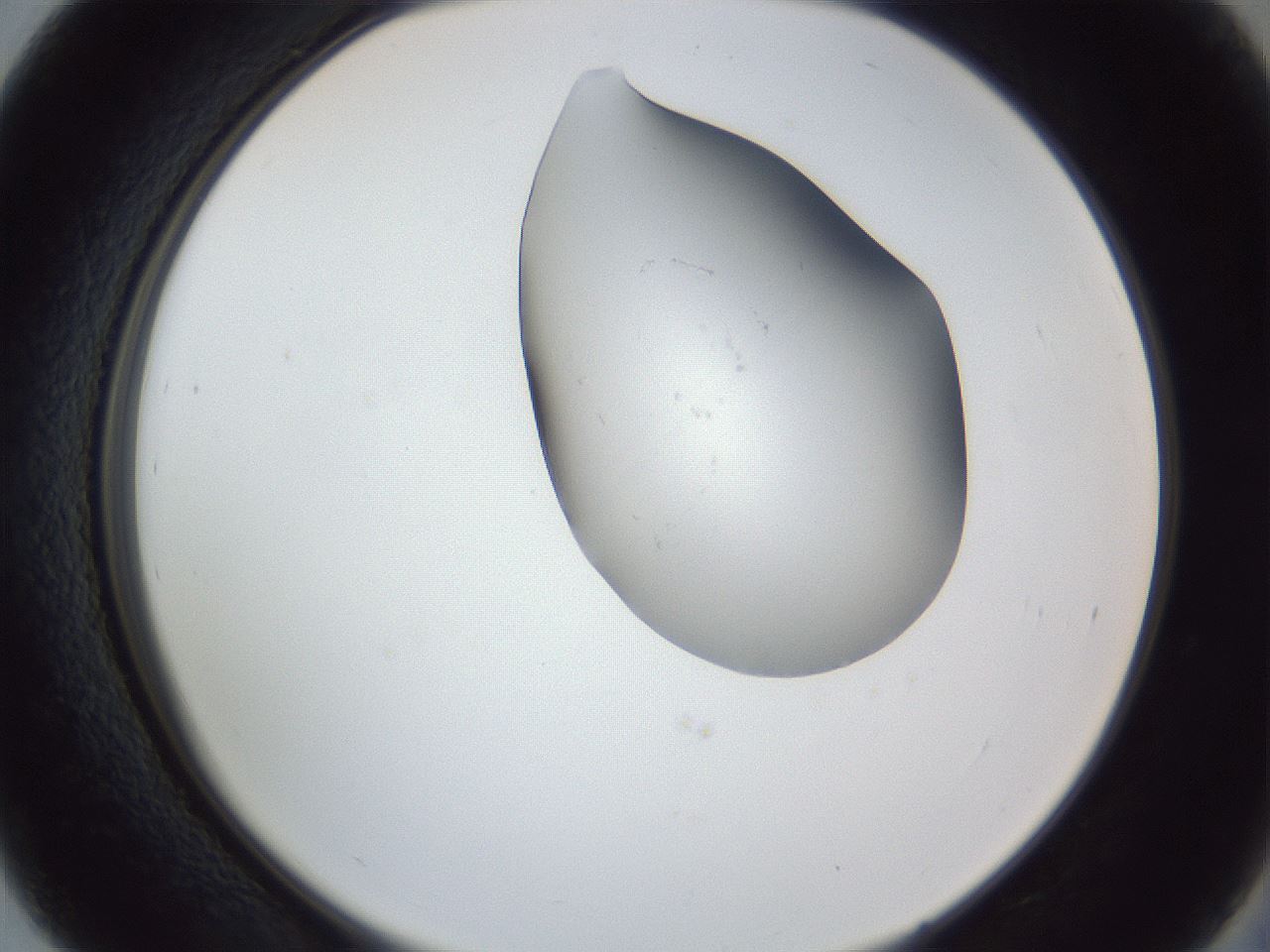folderID162_plateID1162_batchID3203_wellNum39_profileID1_d2_r62124_ef.jpg