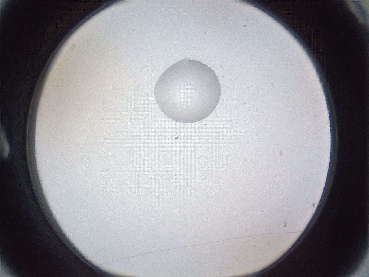 folderID162_plateID1162_batchID3203_wellNum3_profileID1_d1_r62051_ef.jpg
