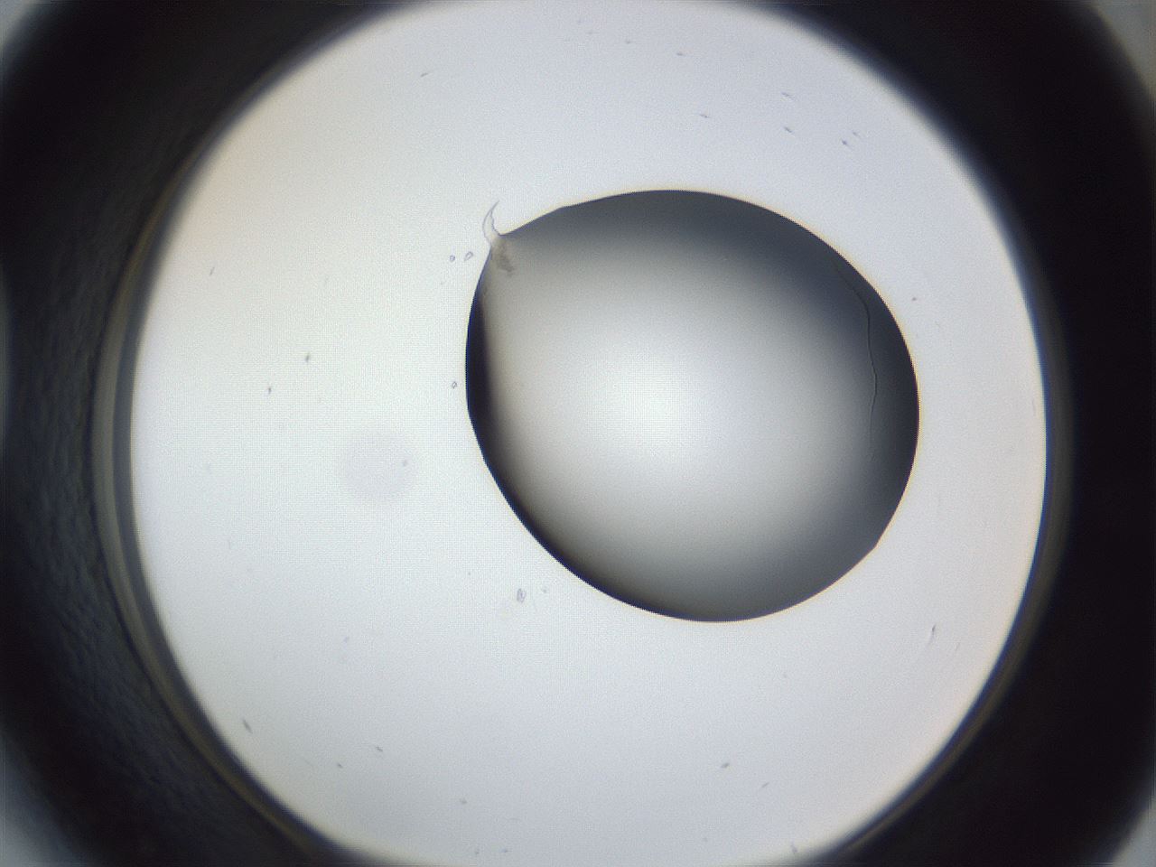 folderID162_plateID1162_batchID3203_wellNum41_profileID1_d1_r62127_ef.jpg