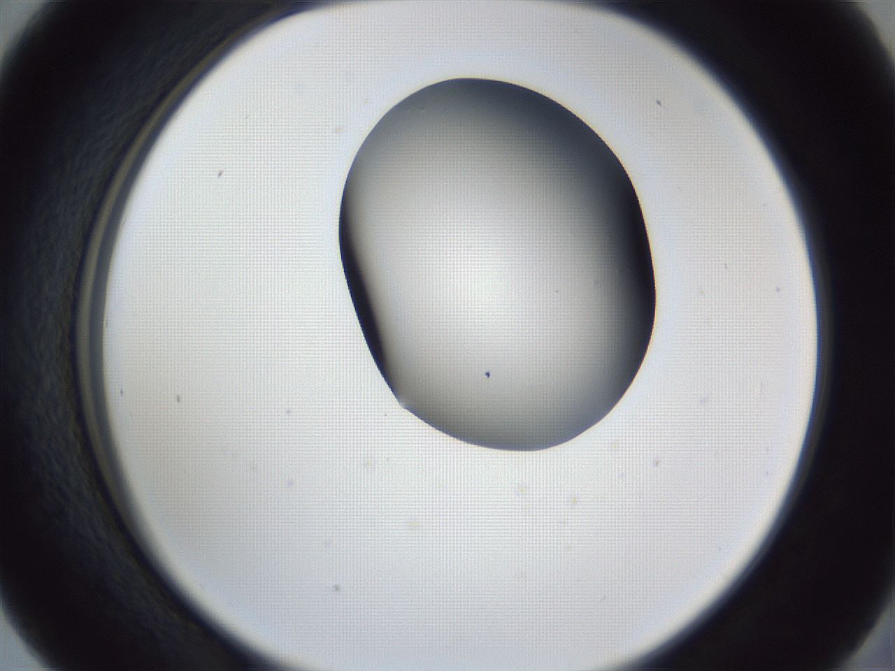 folderID162_plateID1162_batchID3203_wellNum41_profileID1_d2_r62128_ef.jpg