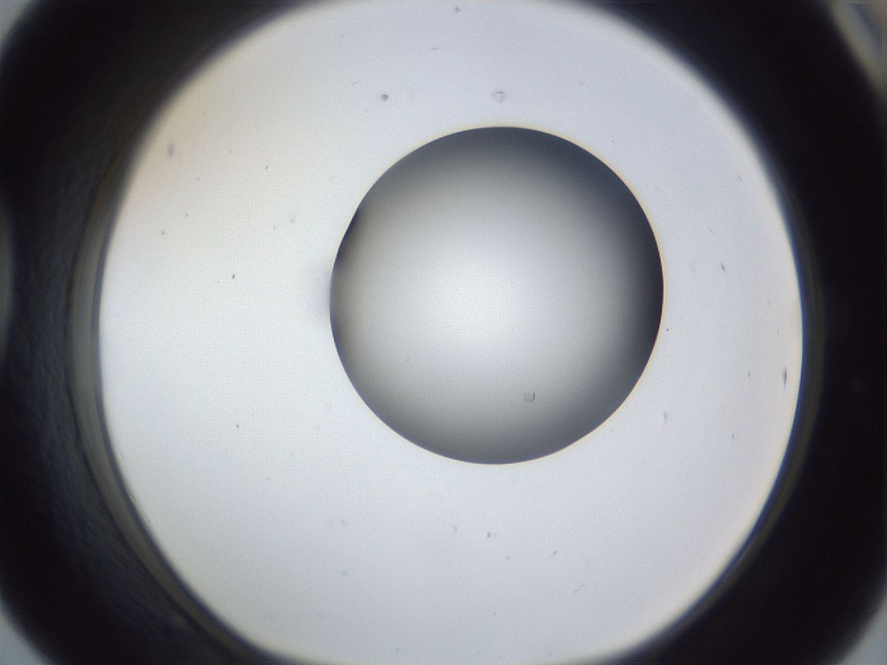 folderID162_plateID1162_batchID3203_wellNum42_profileID1_d1_r62129_ef.jpg