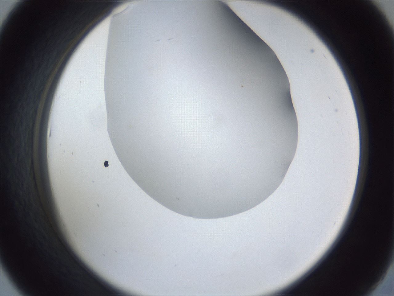 folderID162_plateID1162_batchID3203_wellNum43_profileID1_d2_r62132_ef.jpg