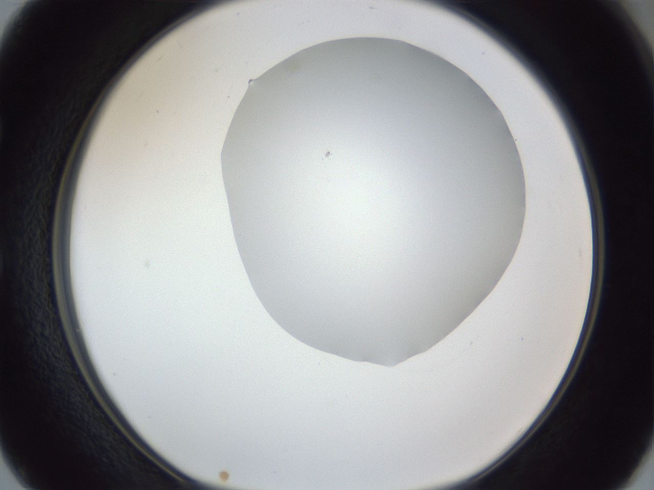 folderID162_plateID1162_batchID3203_wellNum50_profileID1_d1_r62145_ef.jpg