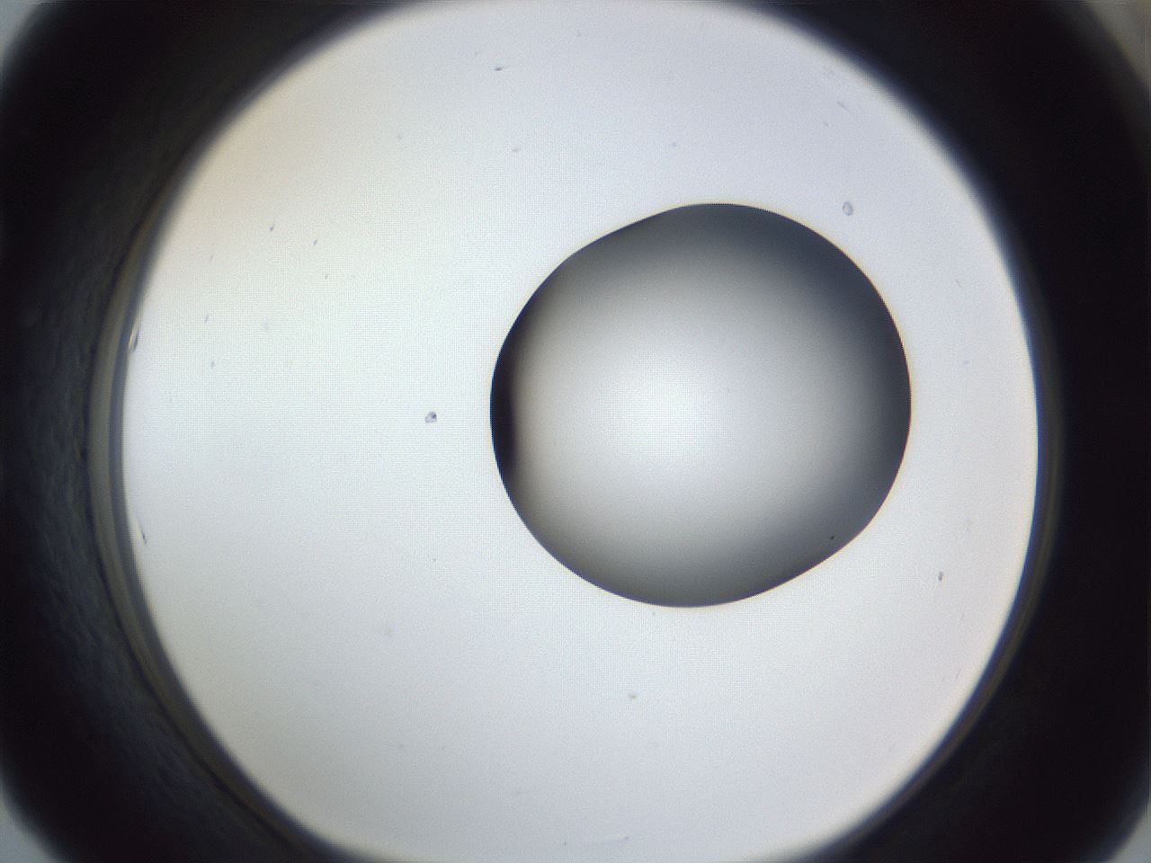 folderID162_plateID1162_batchID3203_wellNum53_profileID1_d1_r62151_ef.jpg