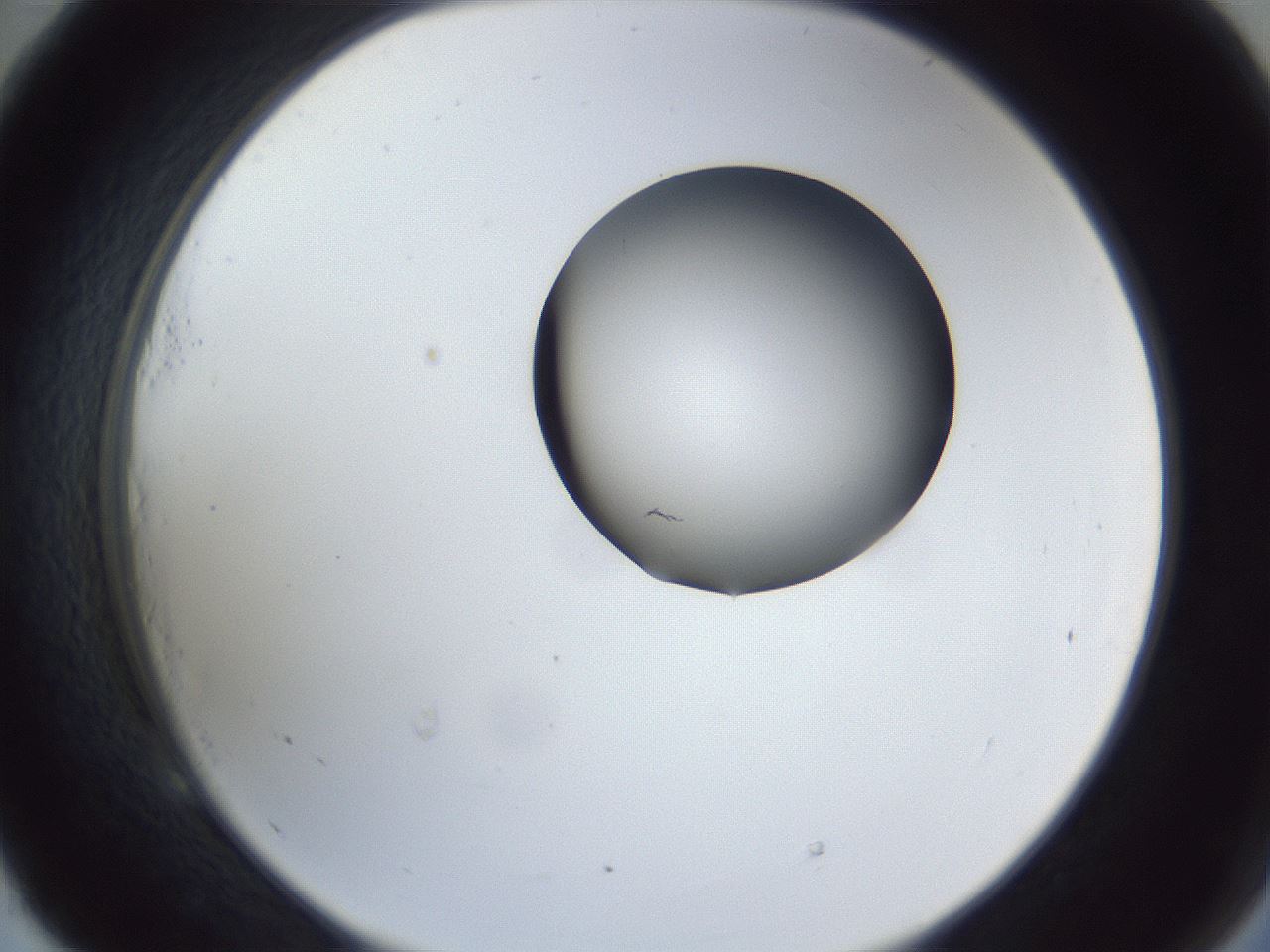 folderID162_plateID1162_batchID3203_wellNum53_profileID1_d2_r62152_ef.jpg