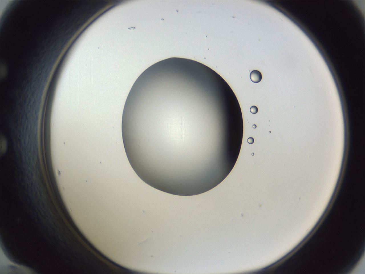 folderID162_plateID1162_batchID3203_wellNum60_profileID1_d1_r62165_ef.jpg