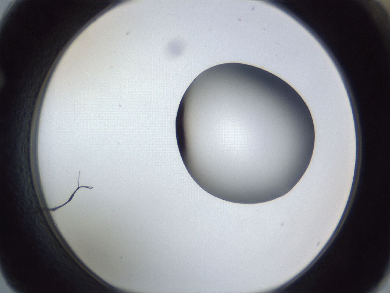 folderID162_plateID1162_batchID3203_wellNum62_profileID1_d1_r62169_ef.jpg