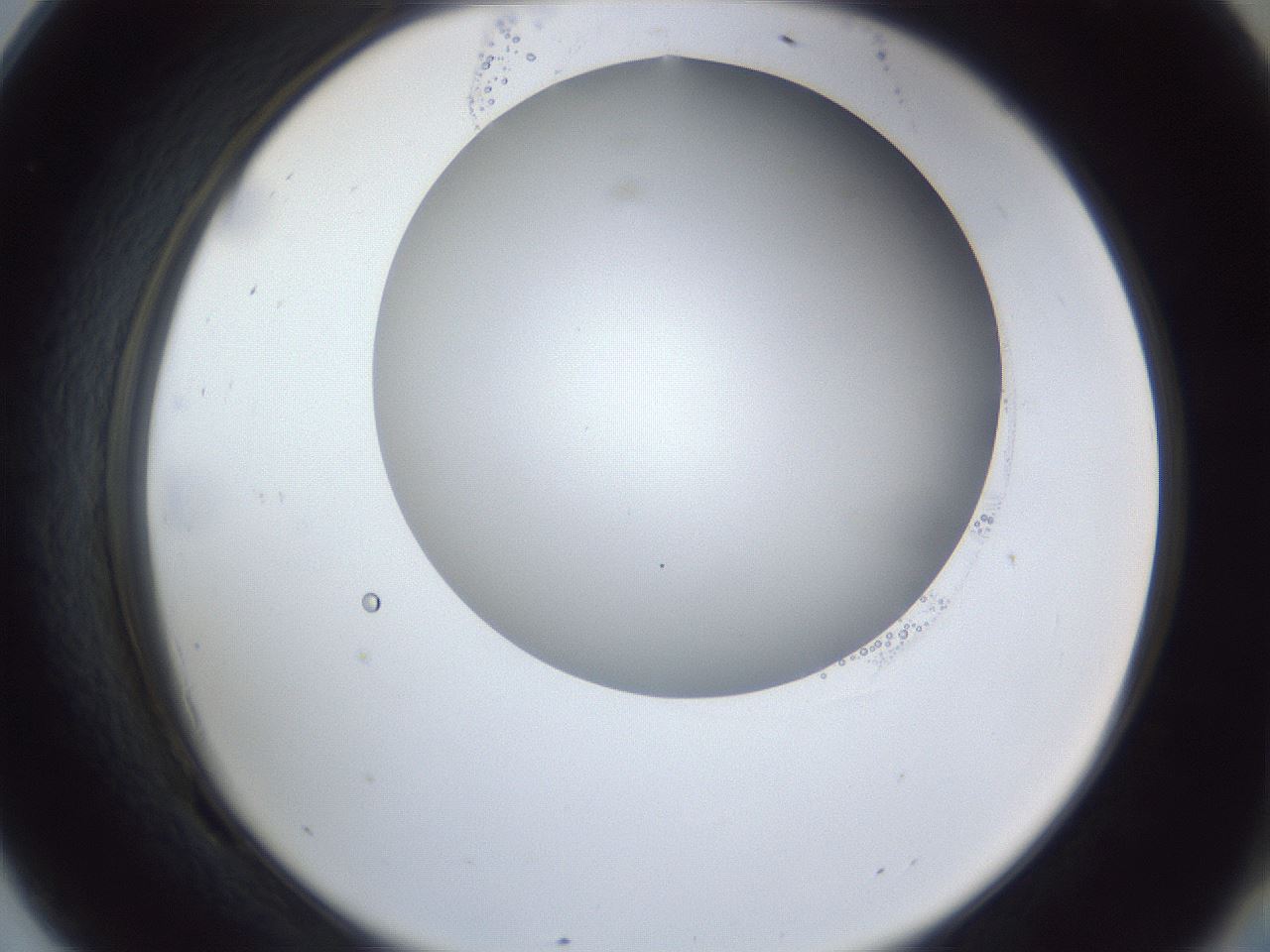 folderID162_plateID1162_batchID3203_wellNum69_profileID1_d2_r62184_ef.jpg