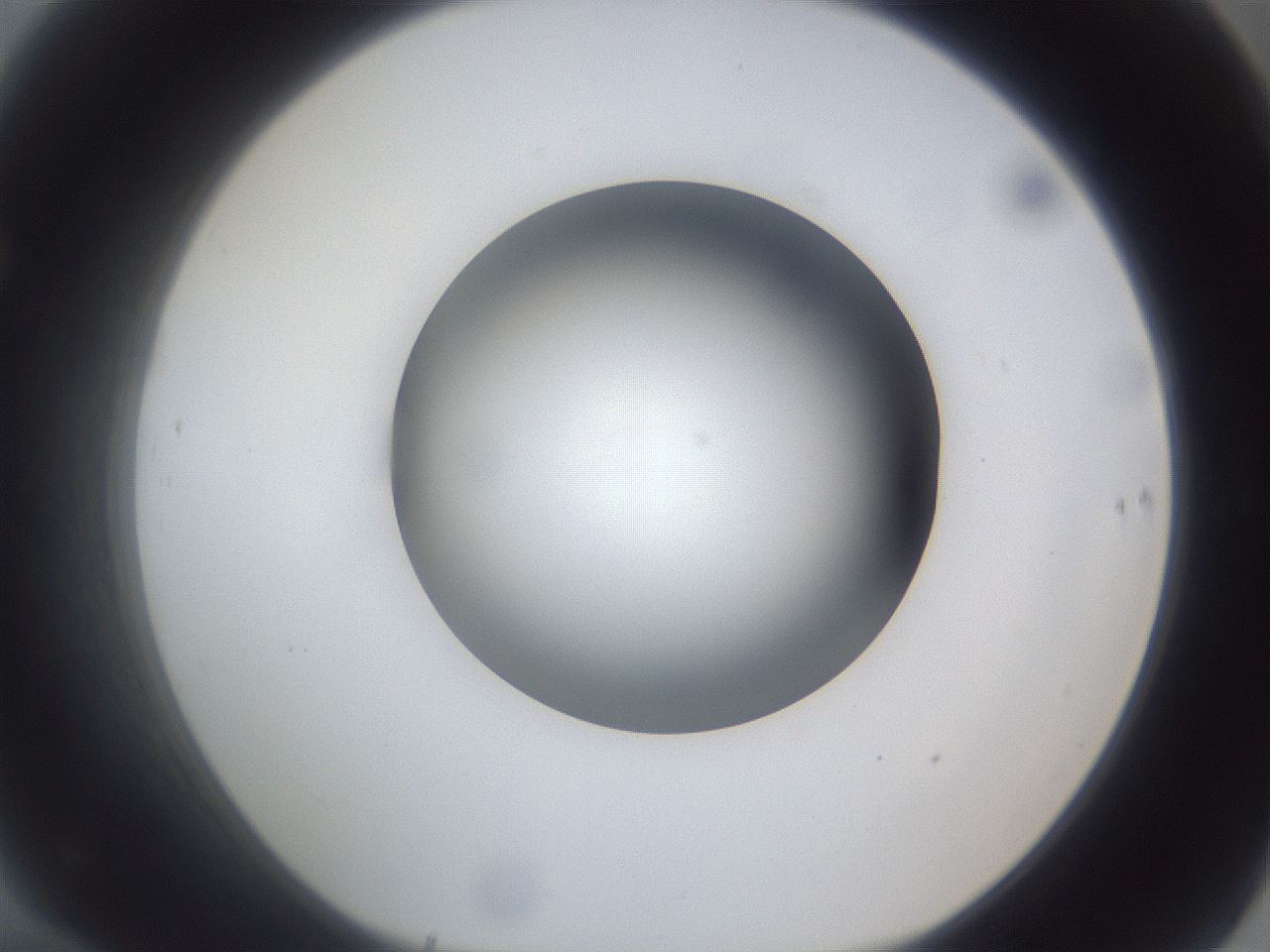 folderID162_plateID1162_batchID3203_wellNum70_profileID1_d1_r62185_ef.jpg