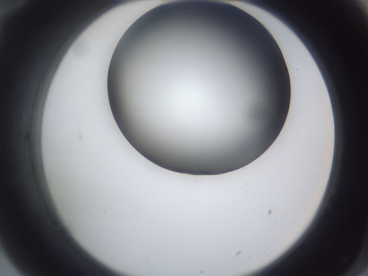 folderID162_plateID1162_batchID3203_wellNum70_profileID1_d2_r62186_ef.jpg