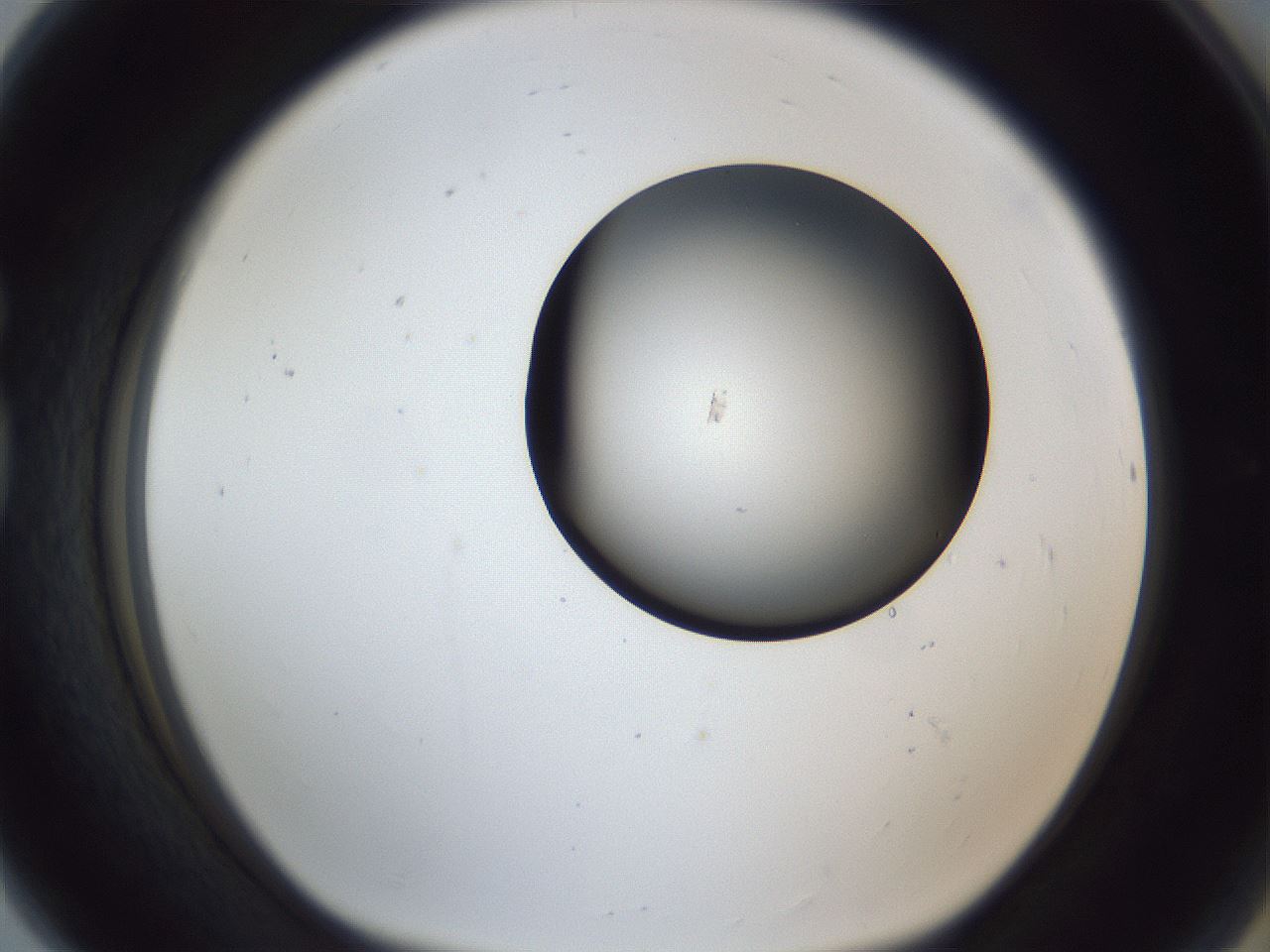 folderID162_plateID1162_batchID3203_wellNum80_profileID1_d1_r62205_ef.jpg