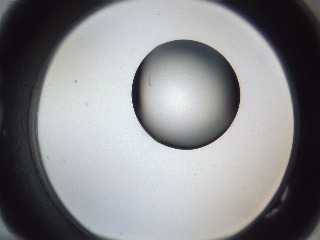 folderID162_plateID1162_batchID3203_wellNum82_profileID1_d1_r62209_ef.jpg