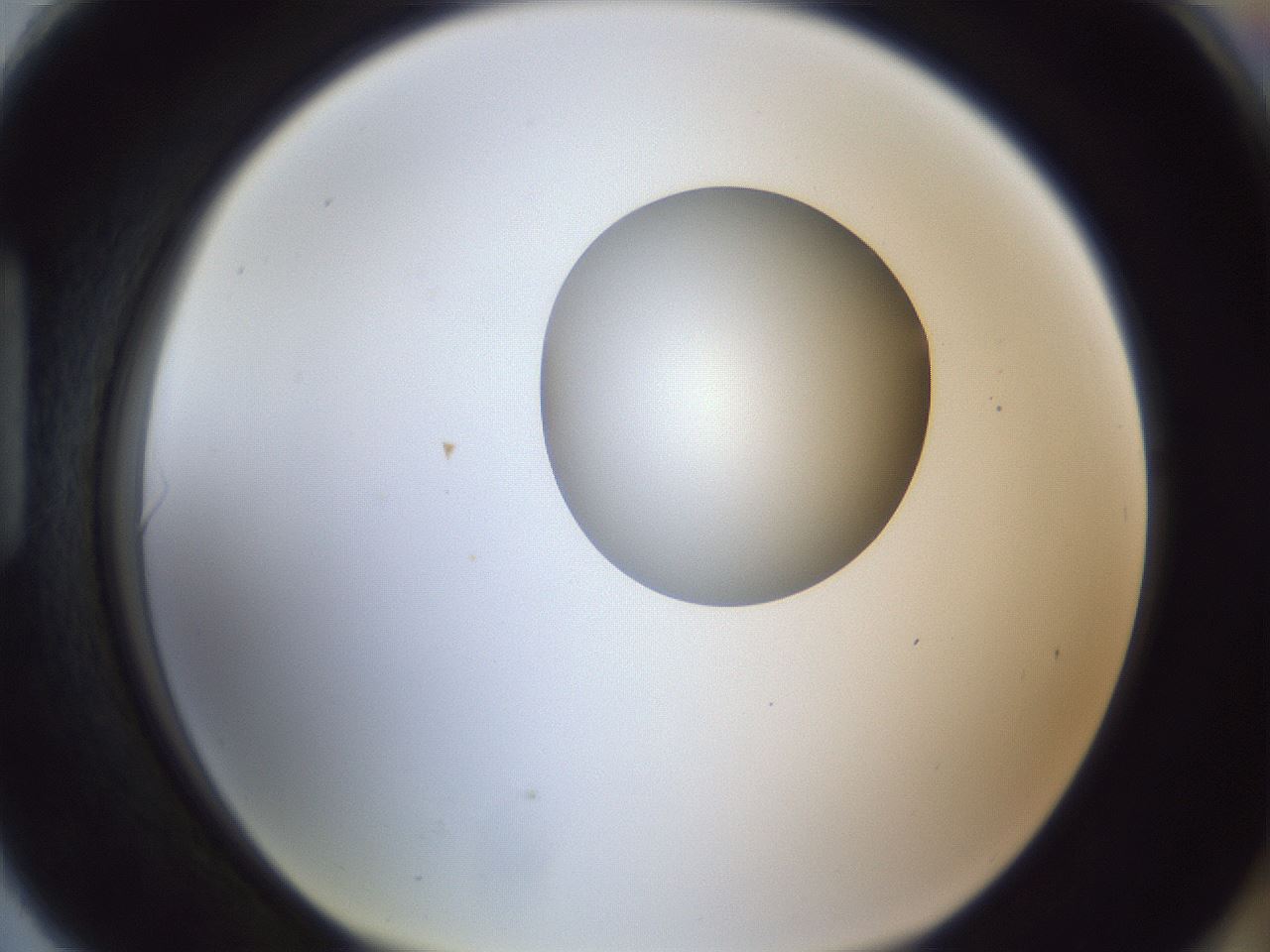 folderID162_plateID1162_batchID3203_wellNum90_profileID1_d1_r62225_ef.jpg