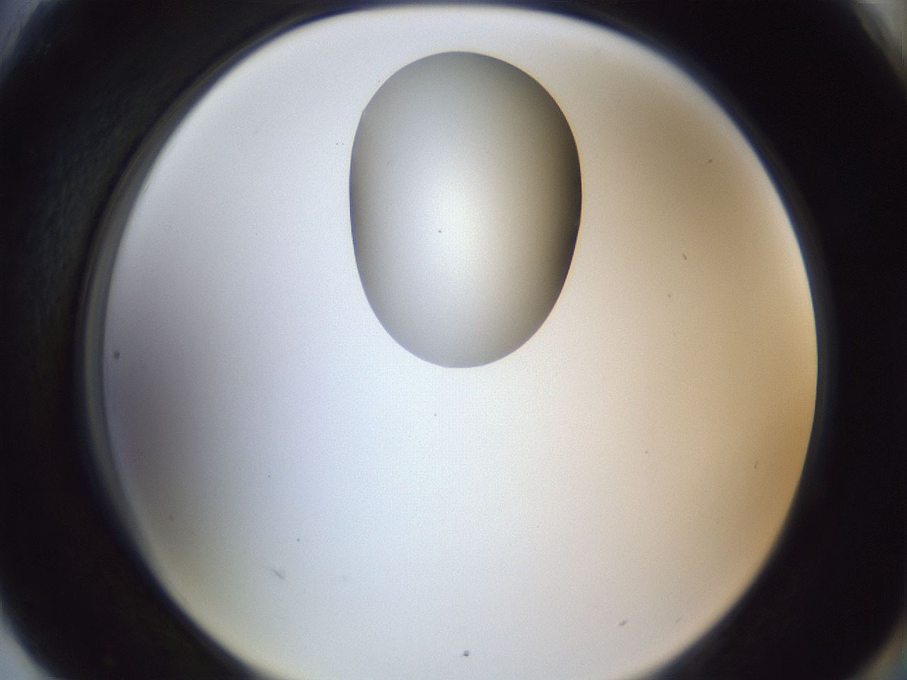 folderID162_plateID1162_batchID3203_wellNum90_profileID1_d2_r62226_ef.jpg