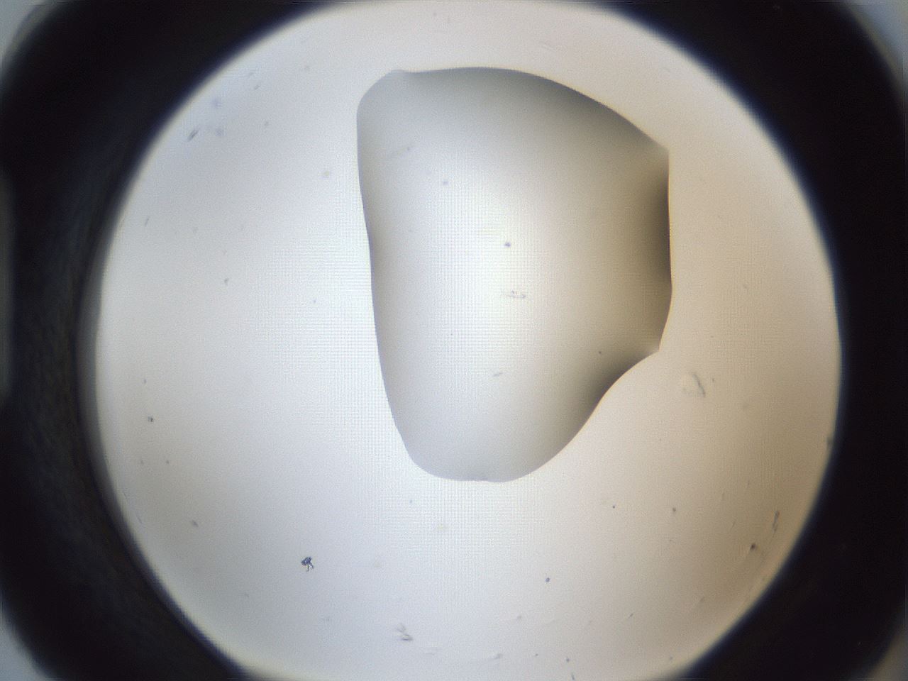 folderID162_plateID1162_batchID3203_wellNum92_profileID1_d1_r62229_ef.jpg