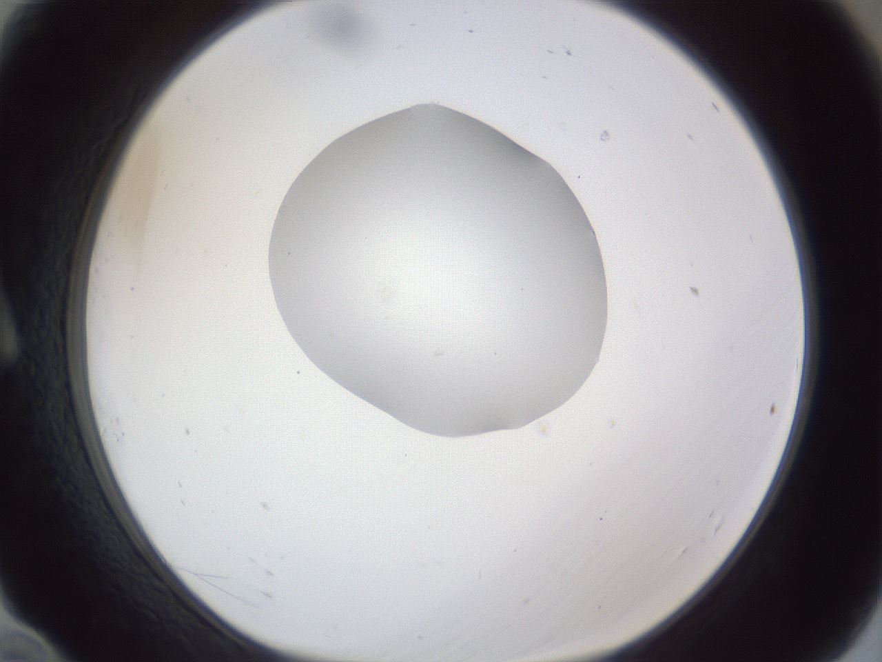 folderID163_plateID1163_batchID3206_wellNum10_profileID1_d1_r62641_ef.jpg