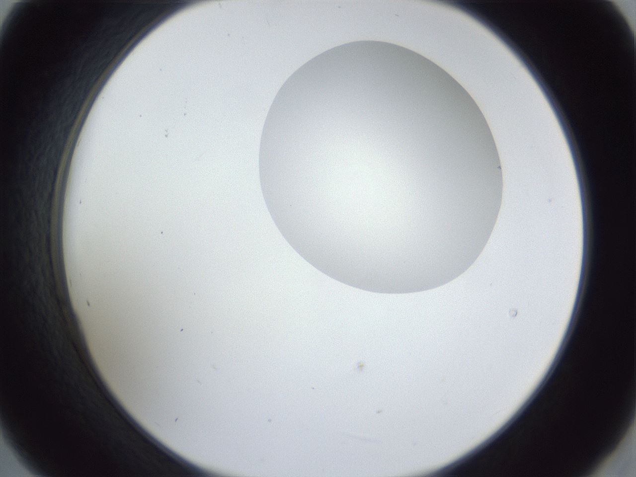 folderID163_plateID1163_batchID3206_wellNum21_profileID1_d2_r62664_ef.jpg