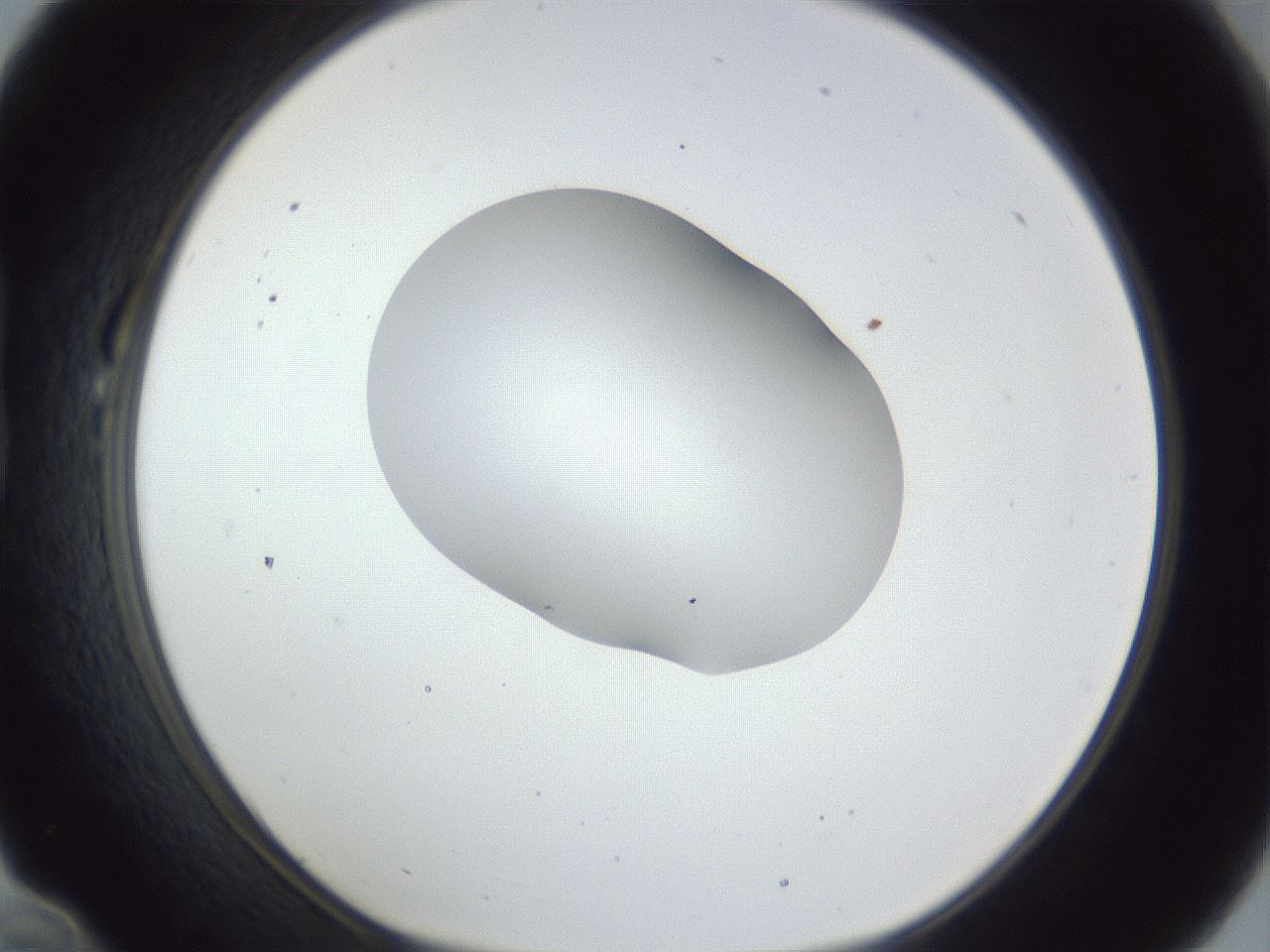 folderID163_plateID1163_batchID3206_wellNum22_profileID1_d1_r62665_ef.jpg