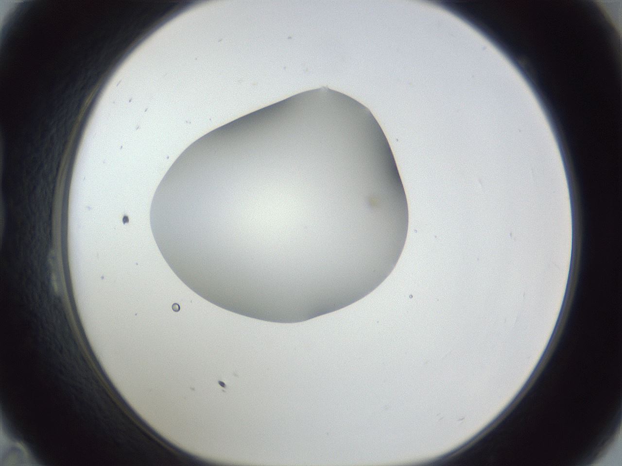 folderID163_plateID1163_batchID3206_wellNum23_profileID1_d1_r62667_ef.jpg