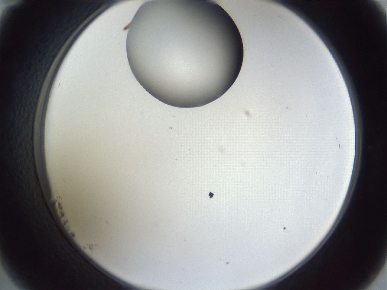folderID163_plateID1163_batchID3206_wellNum23_profileID1_d2_r62668_ef.jpg