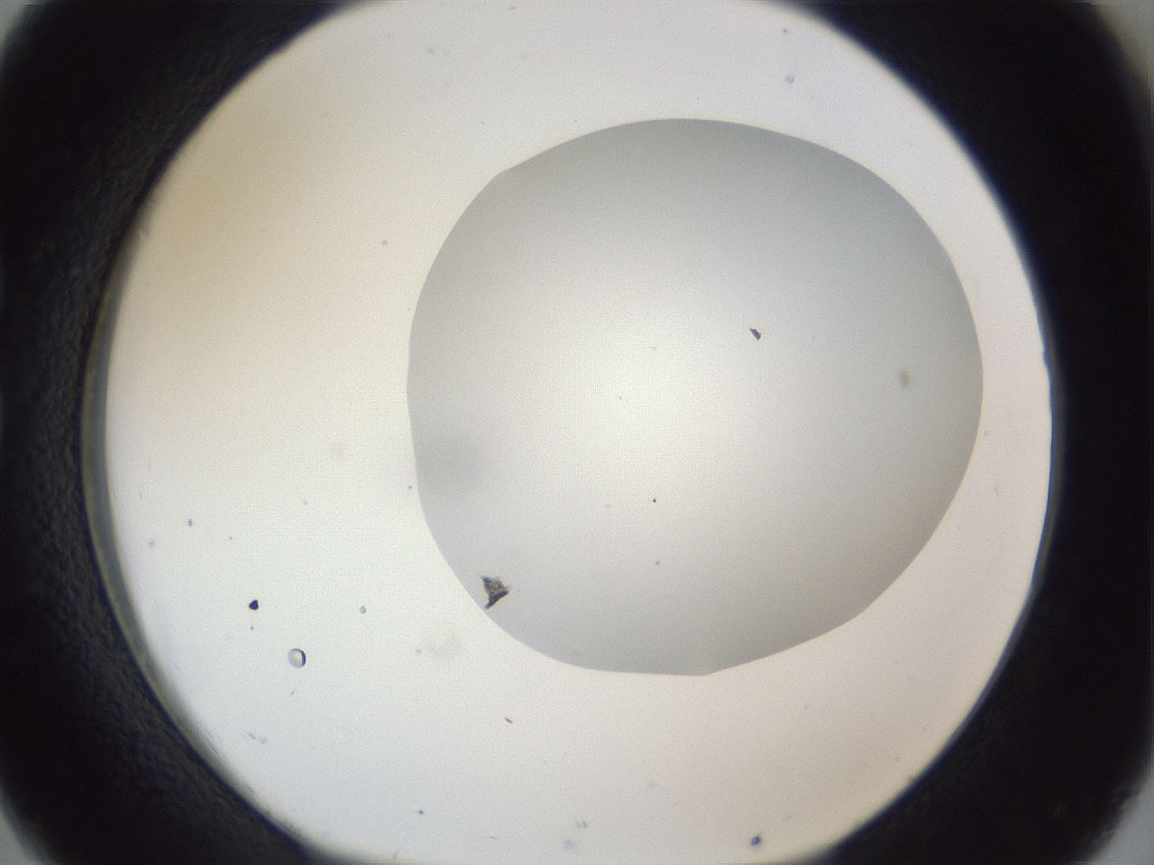 folderID163_plateID1163_batchID3206_wellNum26_profileID1_d1_r62673_ef.jpg