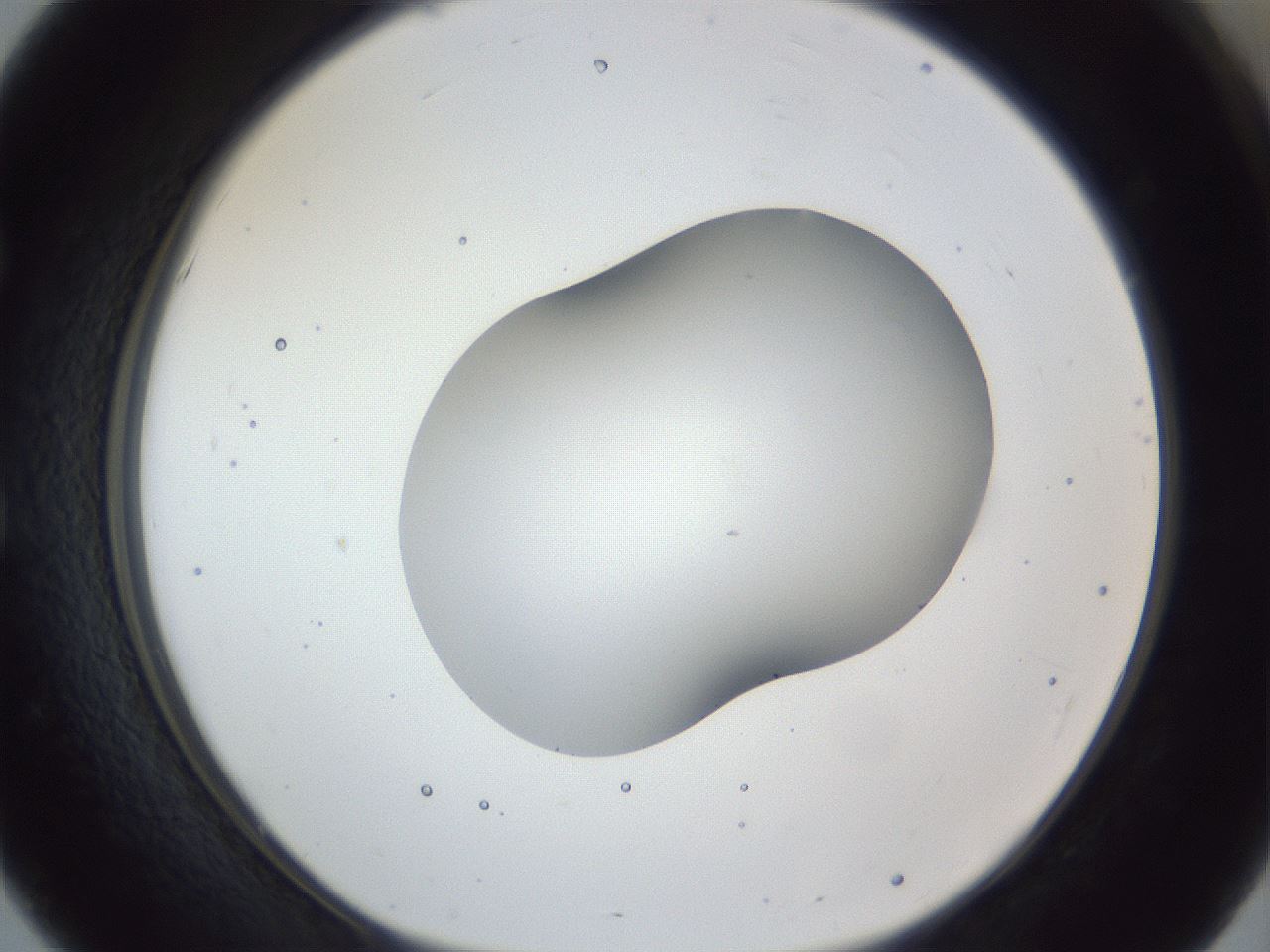 folderID163_plateID1163_batchID3206_wellNum51_profileID1_d1_r62723_ef.jpg
