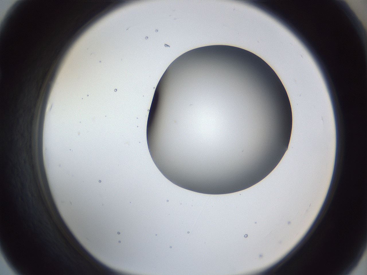 folderID163_plateID1163_batchID3206_wellNum67_profileID1_d1_r62755_ef.jpg