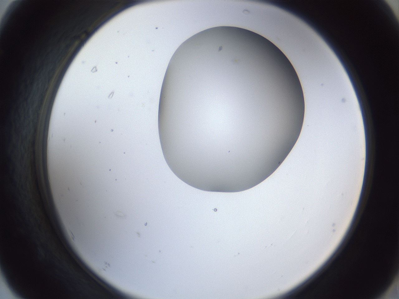 folderID163_plateID1163_batchID3206_wellNum67_profileID1_d2_r62756_ef.jpg