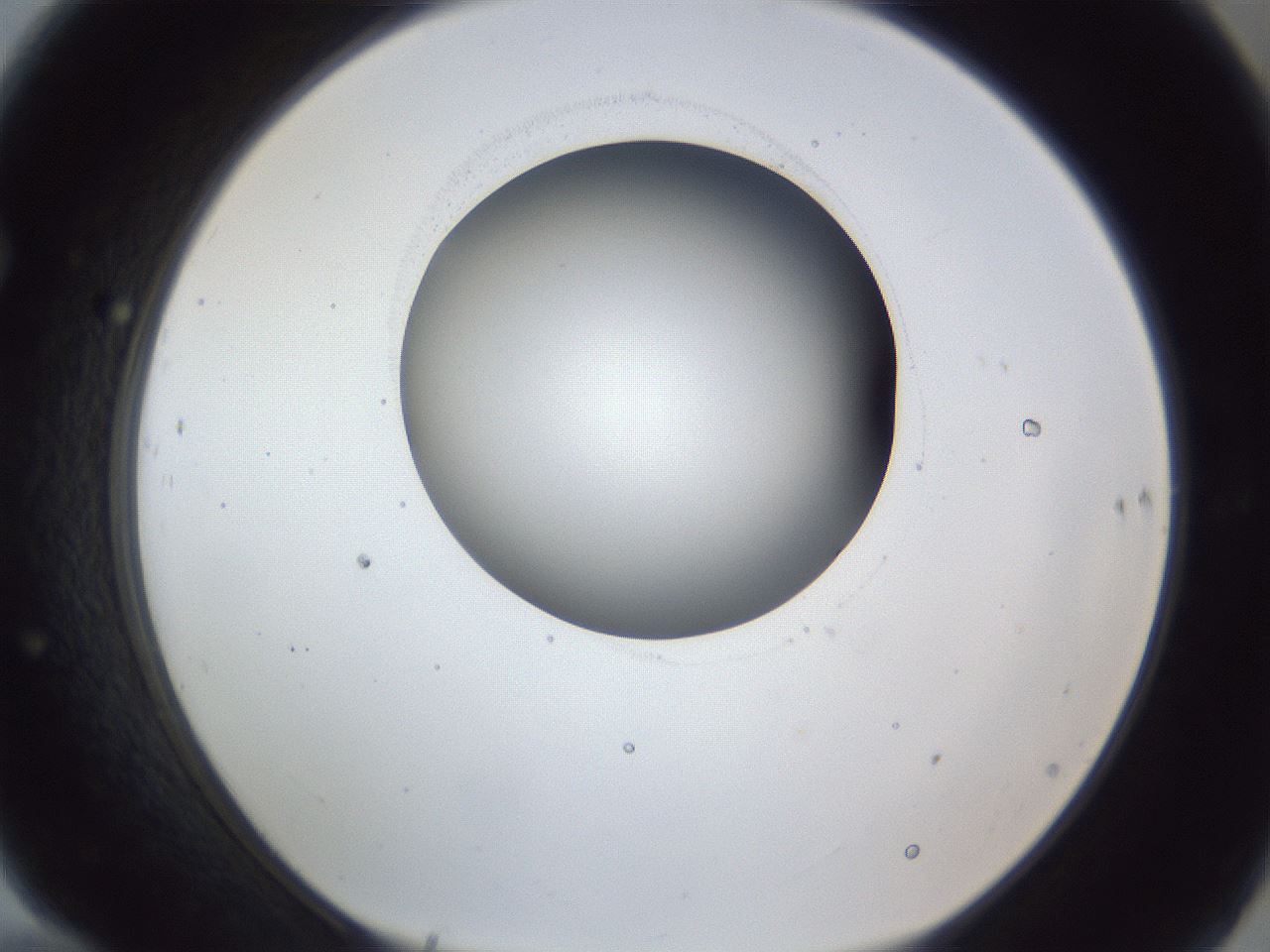 folderID163_plateID1163_batchID3206_wellNum70_profileID1_d1_r62761_ef.jpg