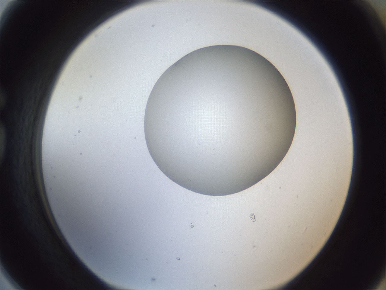 folderID163_plateID1163_batchID3206_wellNum78_profileID1_d1_r62777_ef.jpg
