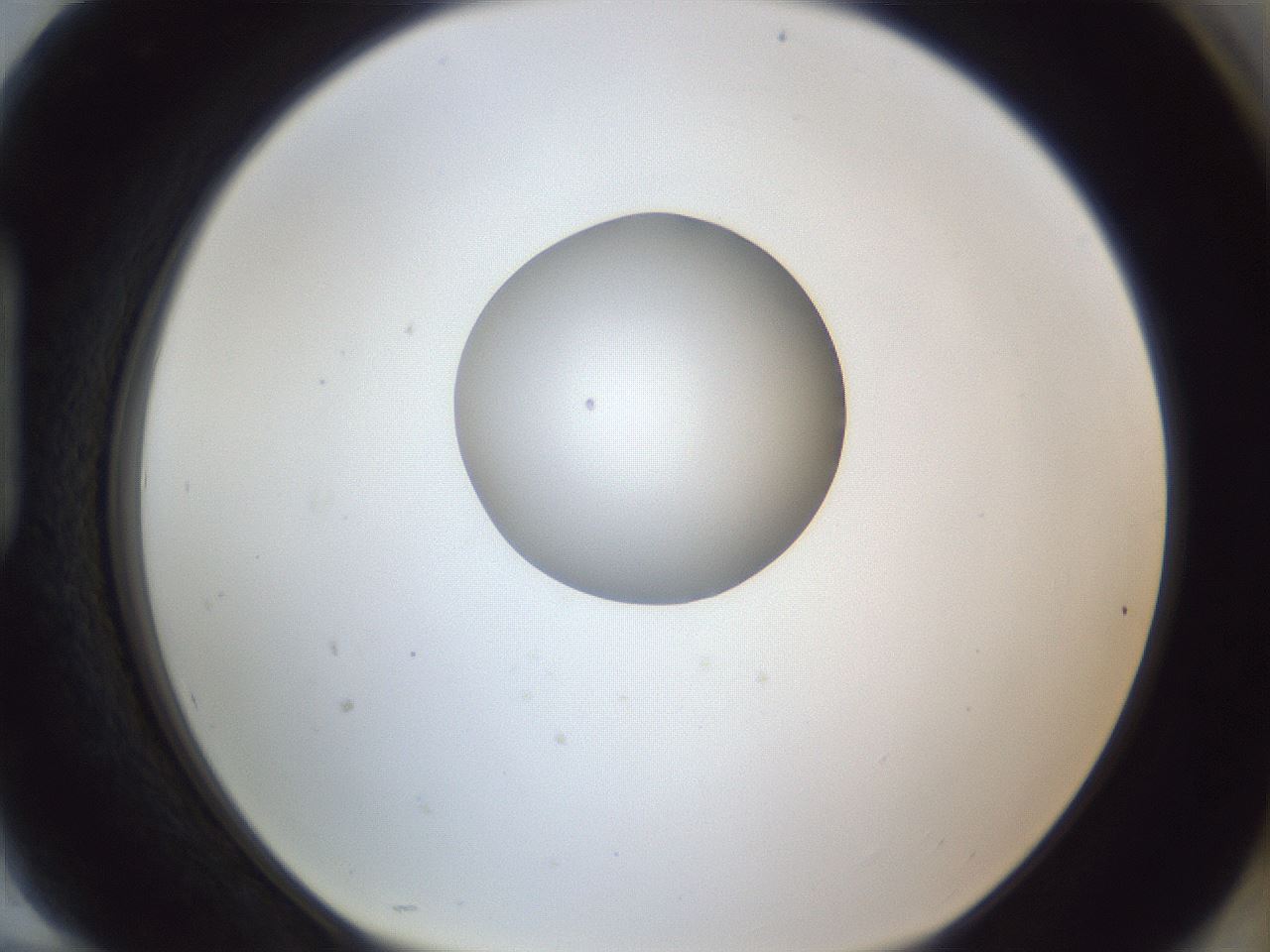 folderID163_plateID1163_batchID3206_wellNum94_profileID1_d1_r62809_ef.jpg