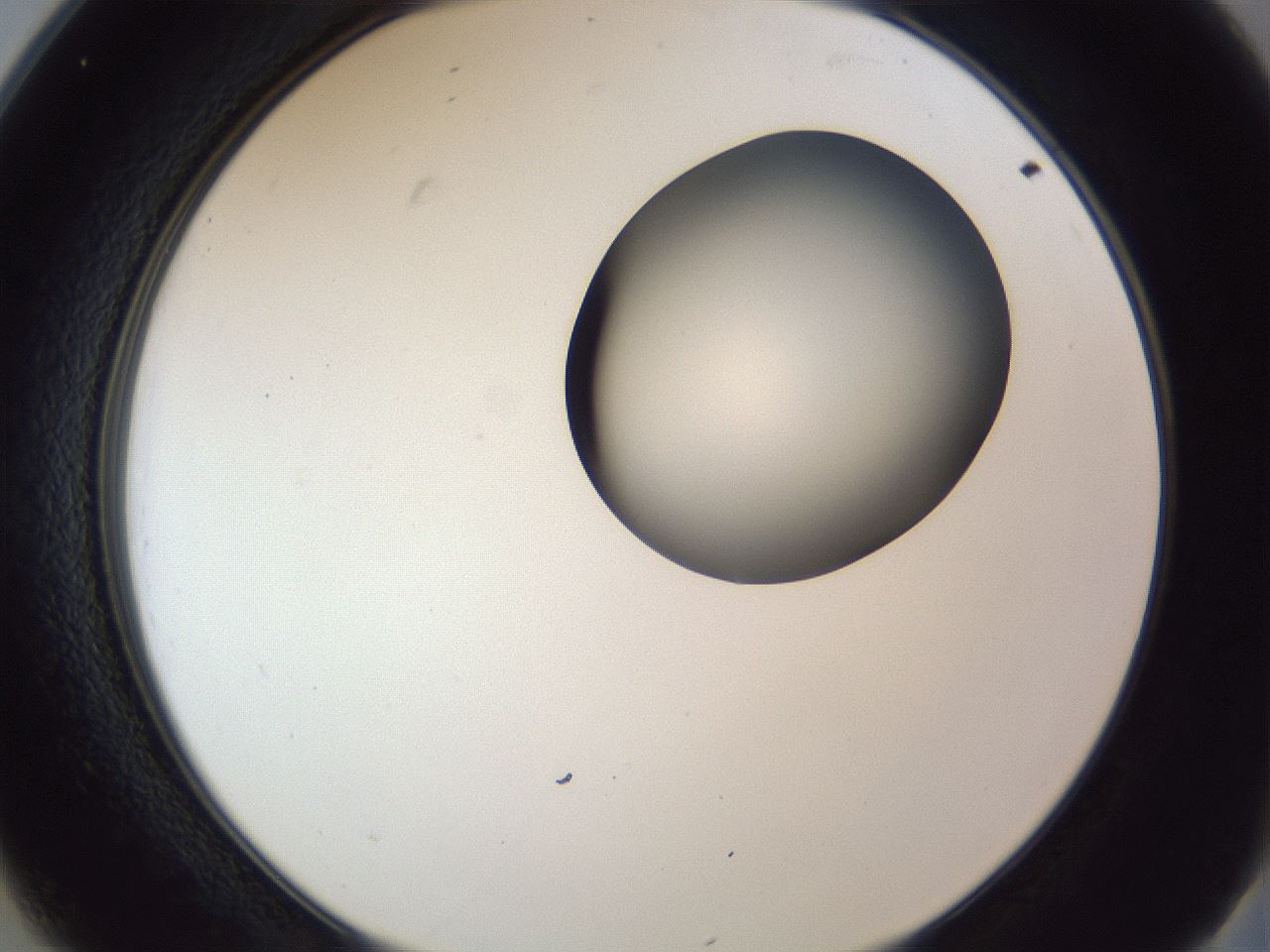 folderID164_plateID1164_batchID3211_wellNum25_profileID1_d2_r63824_ef.jpg