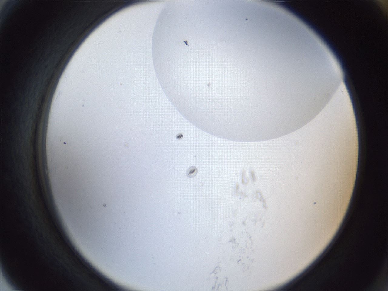 folderID163_plateID1163_batchID3206_wellNum79_profileID1_d2_r62780_ef.jpg