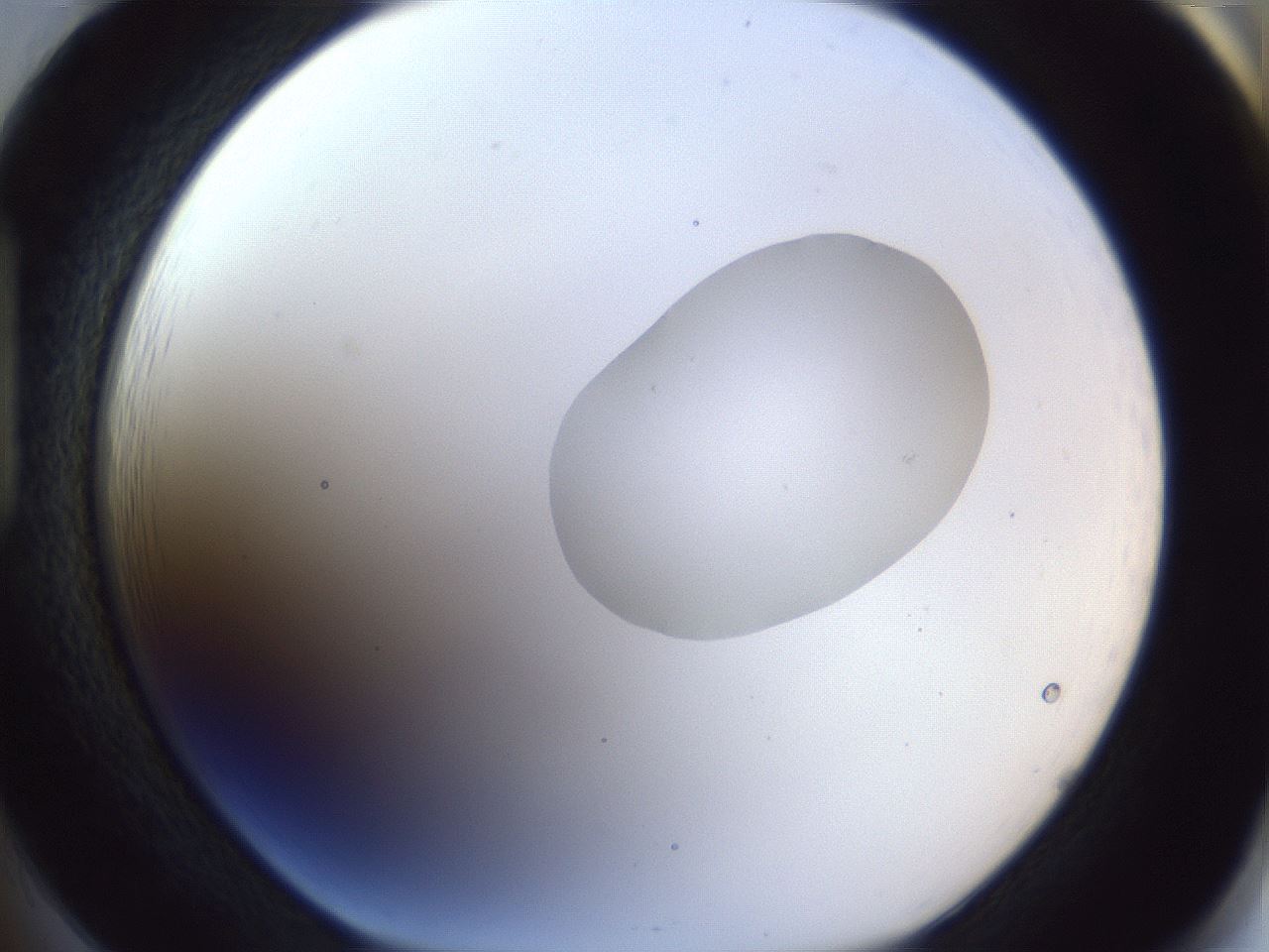 folderID163_plateID1163_batchID3206_wellNum85_profileID1_d1_r62791_ef.jpg
