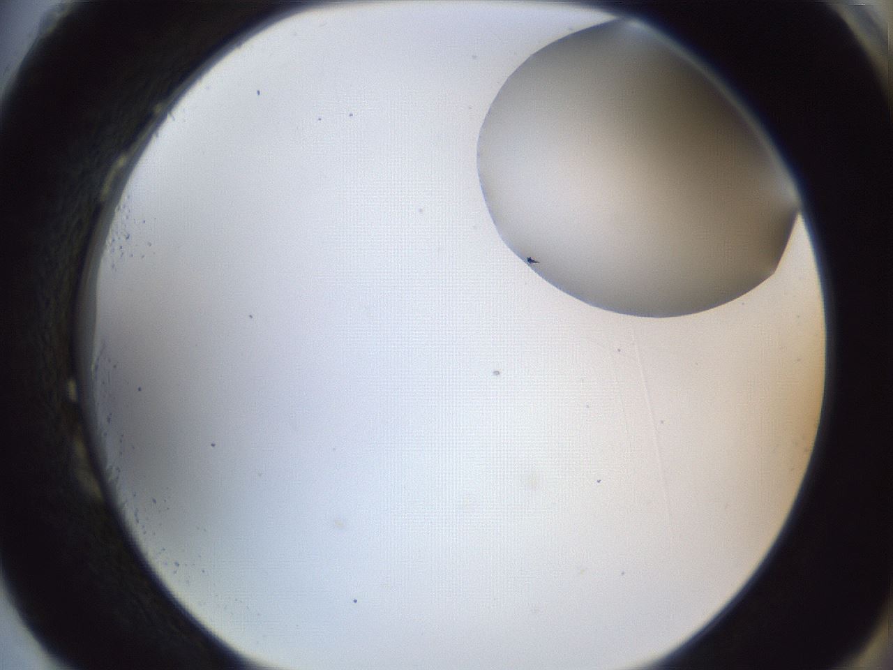 folderID163_plateID1163_batchID3206_wellNum87_profileID1_d2_r62796_ef.jpg